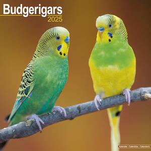 Kalendar 2025 Budgerigar