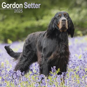 Kalendar 2025 Gordon Setter