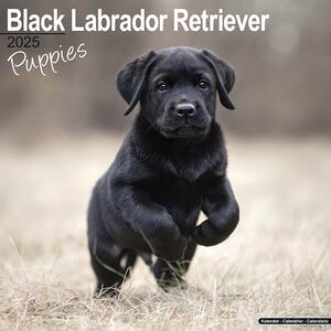 Kalendar 2025 Black Labrador Puppies