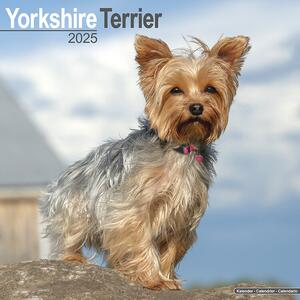 Kalendar 2025 Yorkshire Terrier