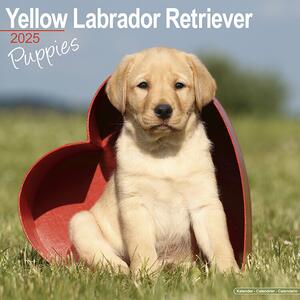 Kalendar 2025 Yellow Labrador Puppies