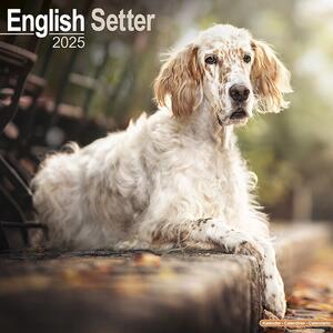 Kalendar 2025 English Setter