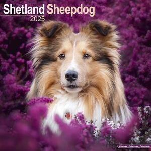 Kalendar 2025 Shetland Sheepdog