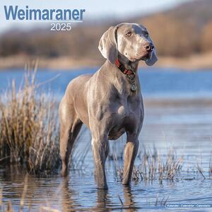 Kalendar 2025 Weimaraner