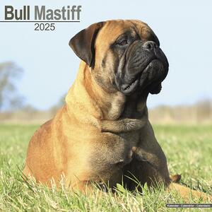 Kalendar 2025 Bull Mastiff