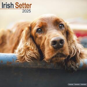 Kalendar 2025 Irish Setter