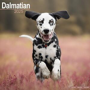 Kalendar 2025 Dalmatian