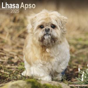 Kalendar 2025 Lhasa Apso