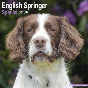 Kalendar 2025 Eng Springer Spaniel