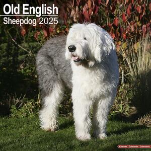 Kalendar 2025 Old English Sheepdog