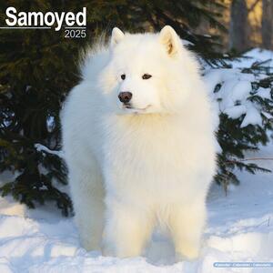 Kalendar 2025 Samoyed