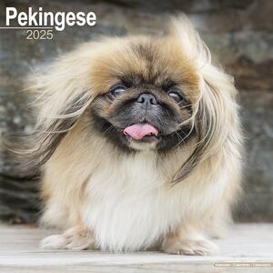 Kalendar 2025 Pekingese