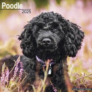 Kalendar 2025 Poodle