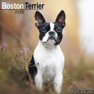 Kalendar 2025 Boston Terrier