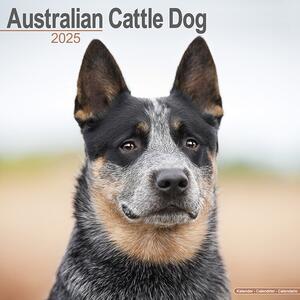 Kalendar 2025 Australian Cattle Dog