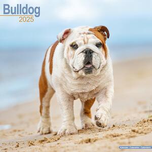 Kalendar 2025 Bulldog