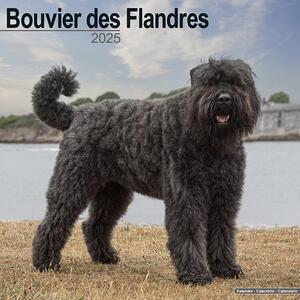 Kalendar 2025 Bouvier des Flandres