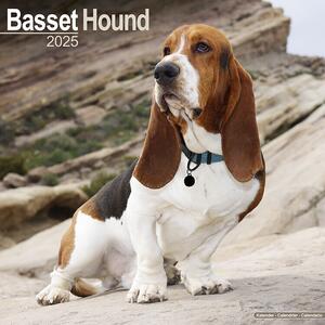 Kalendar 2025 Basset Hound