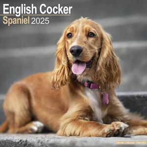 Kalendar 2025 English Cocker Spaniel