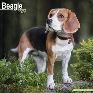 Kalendar 2025 Beagle