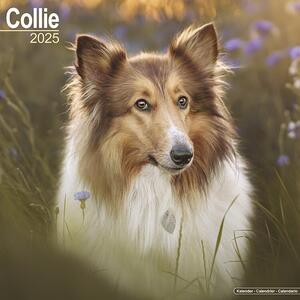 Kalendar 2025 Collie