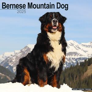 Kalendar 2025 Bernese Mountain Dog