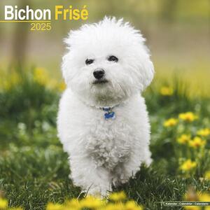 Kalendar 2025 Bichon Frise