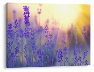 Slika - Lavanda (70x50 cm)