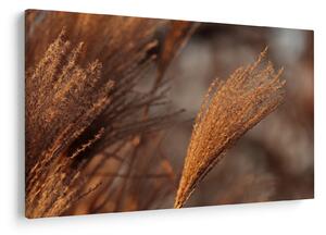 Slika - Pampas trava (90x60 cm)