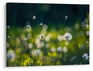 Slika - Trava (70x50 cm)