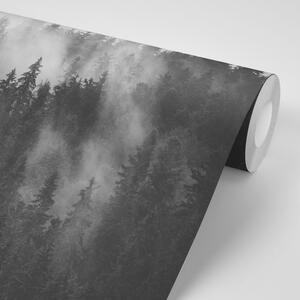Fototapeta šuma u crno-bijeloj magli
