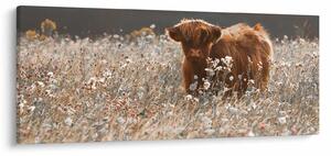 Slika - Škotska krava u cvijeću (120x50 cm)