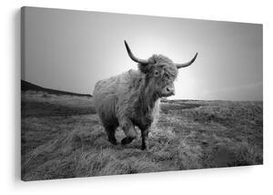 Slika - Škotska krava, crno-bijela (90x60 cm)