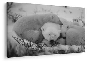 Slika - Polarni medvjedi, crno-bijela (90x60 cm)
