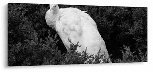 Slika - Paun, crno-bijela (120x50 cm)