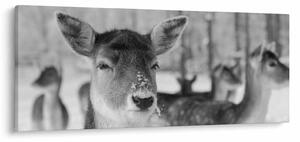 Slika - Bambi, crno-bijela (120x50 cm)