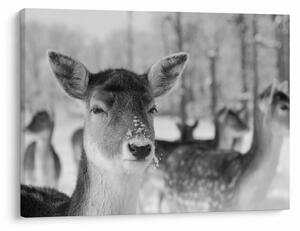 Slika - Bambi, crno-bijela (70x50 cm)
