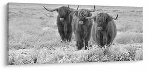 Slika - Škotske krave, crno-bijela (120x50 cm)