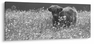 Slika - Škotska krava 5, crno-bijela (120x50 cm)