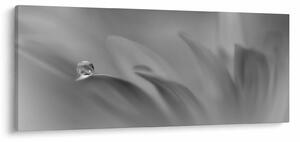 Slika - Kap na cvijetu, crno-bijela (120x50 cm)