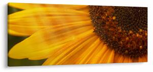 Slika - Suncokreti (120x50 cm)