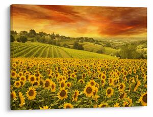 Slika - Polje suncokreta (70x50 cm)
