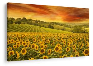 Slika - Polje suncokreta (90x60 cm)