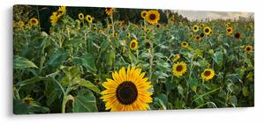 Slika - Polje suncokreta II. (120x50 cm)
