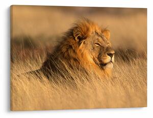 Slika - Nacionalni park Etosha (70x50 cm)