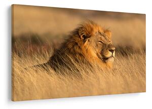 Slika - Nacionalni park Etosha (90x60 cm)
