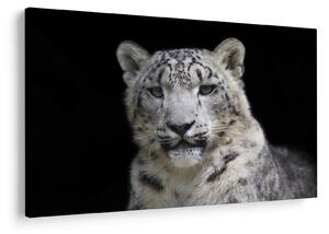 Slika - Snježni leopard (90x60 cm)