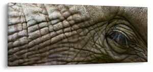 Slika - Krupni plan oka starog slona (120x50 cm)