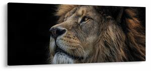 Slika - Veličanstveni lav (120x50 cm)