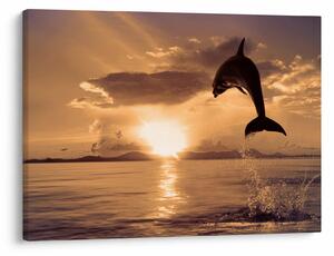 Slika - Delfin na zalasku sunca (70x50 cm)